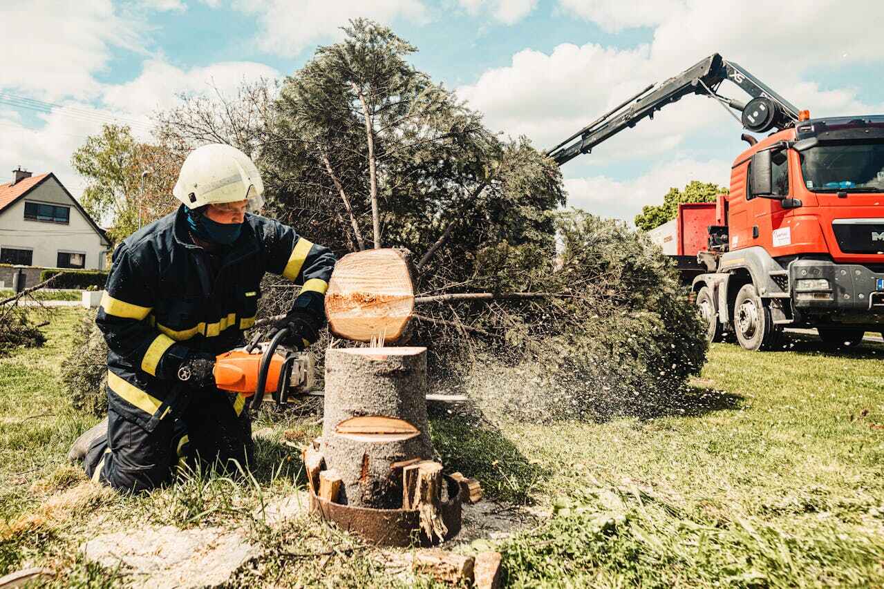 Dead Tree Removal in Fulton, MO